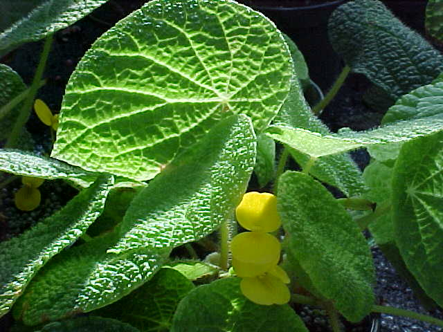 B. staudtii